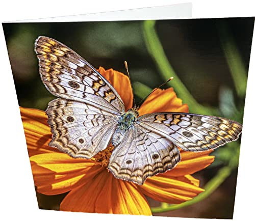 Geburtstagskarte, quadratisch, blanko, Motiv: Schmetterlinge von Maturi