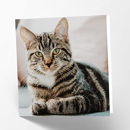 Maturi Blanko-Glückwunschkarte mit Motiv getigerte Katze von Maturi
