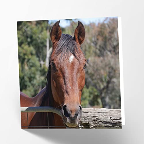 Maturi Blanko-Glückwunschkarte mit Pferdemotiv von Maturi