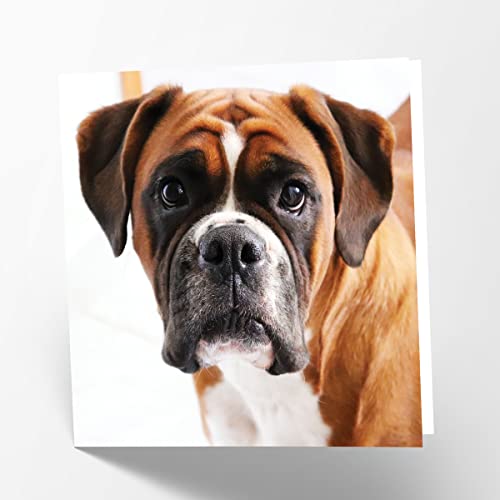 Maturi Blanko Grußkarte Boxer Hund von Maturi