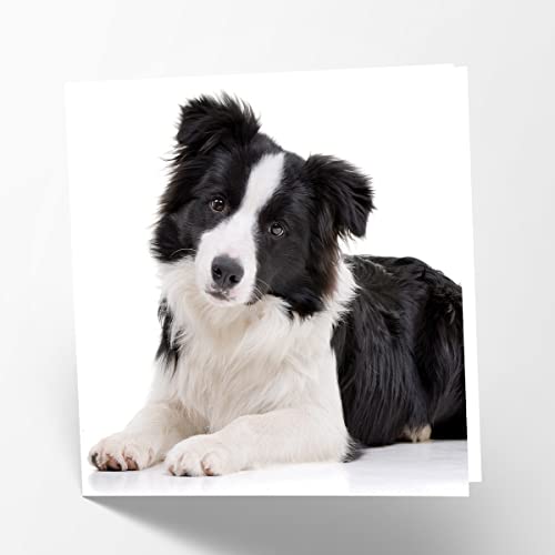 Maturi Blanko-Grußkarte mit Border Collie Hundebild von Maturi