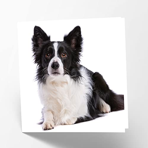 Maturi Blanko-Grußkarte mit Border Collie Hundebild von Maturi