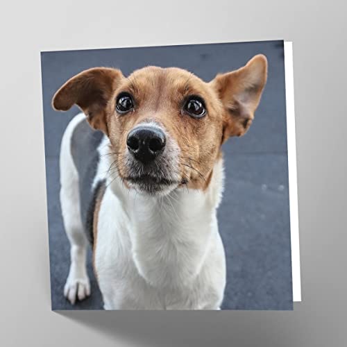 Maturi Blanko-Grußkarte mit Jack Russell Hundebild von Maturi