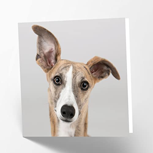 Maturi Blanko-Grußkarte mit Motiv Windhund von Maturi