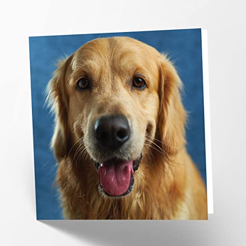 Maturi Blanko-Grußkarte mit goldenem Labrador-Hund von Maturi