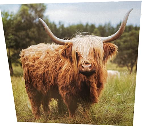 Maturi Geburtstagskarte, Motiv Highland Cow, quadratisch, blanko von Maturi