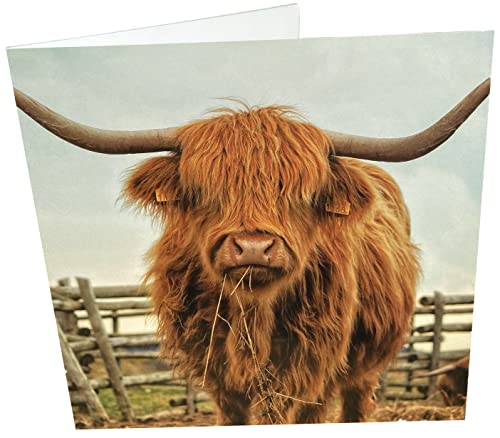 Maturi Geburtstagskarte, Motiv Highland Cow, quadratisch, blanko von Maturi