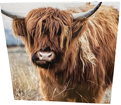 Maturi Geburtstagskarte, Motiv Highland Cow, quadratisch, blanko von Maturi