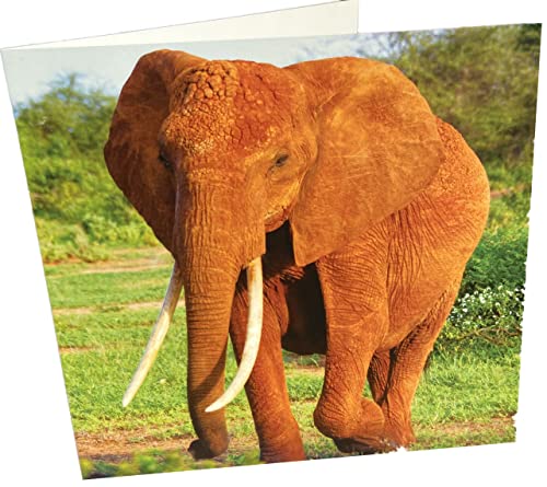 Maturi Geburtstagskarte, quadratisch, blanko, Elefant von Maturi