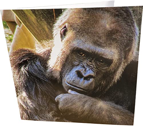 Maturi Geburtstagskarte, quadratisch, unbeschriftet, Motiv Thinking Gorilla von Maturi