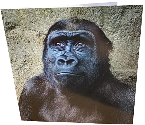 Maturi Gorilla Quadratische Blanko-Geburtstagskarte von Maturi