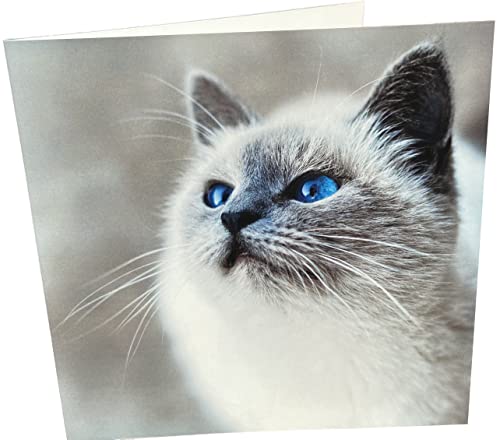 Maturi Happy Cat Geburtstagskarte, blanko, quadratisch von Maturi
