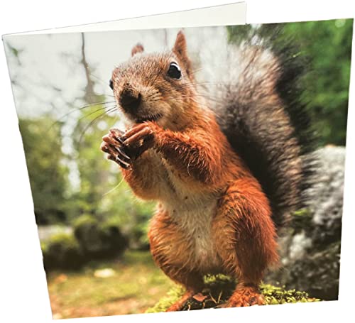 Maturi Quadratische Geburtstagskarte, blanko, Eichhörnchen von Maturi