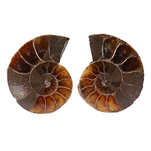 Ammonit -Exemplar -Muschel Magaskar Stones Mineralien Unterrichtsproben (Diameter 2cm) von Mavaol