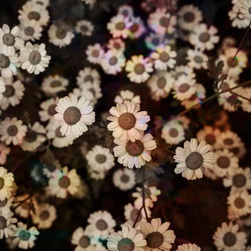 World Is Still Chaos,But I Feel Better [Vinyl LP] von Mello Music Group