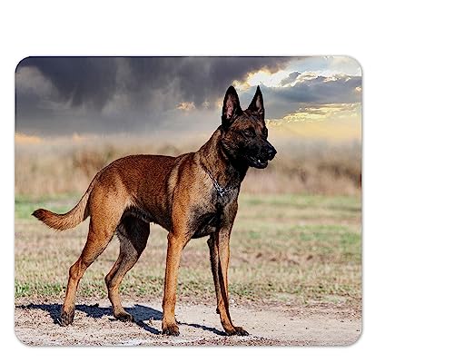 Merchandise for Fans Mauspad/Mouse Pad Textil | Rückseite Kautschuk | rutschfest | 22 x 18 cm |für alle Maustypen |Büro und Gamer| Motiv: Hund Malinois Belgischer Schäferhund | 01 von Merchandise for Fans