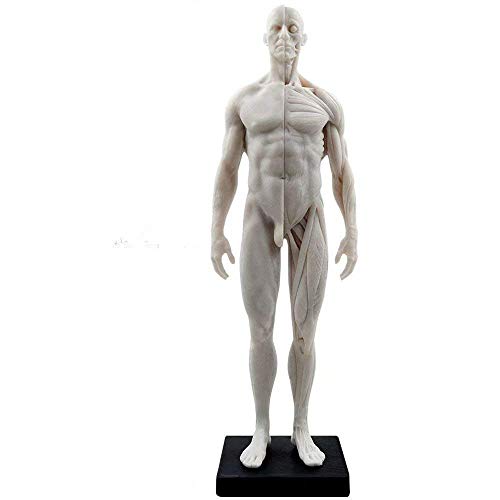 Mike Dental Männliche Anatomische Modell-Kunst Anatomische Figur Weiß 28,9 cm von Mike-Dental