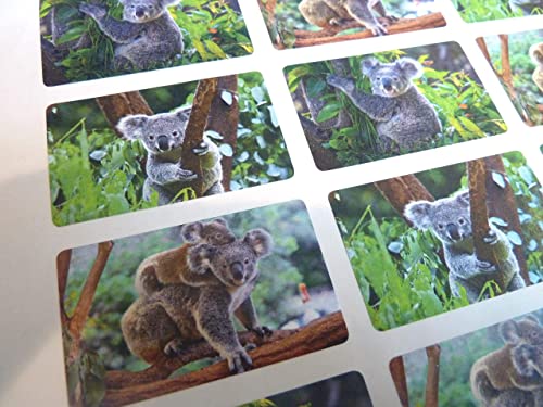 24 Koalabär, Tierwelt Tier Selbstklebeetiketten Sticker für Kinder & Basteln von Minilabel