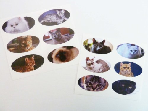 Mini Aufkleber-Pack , Katze Sticker , 40x20mm Oval , selbstklebend Kätzchen Etiketten von Minilabel