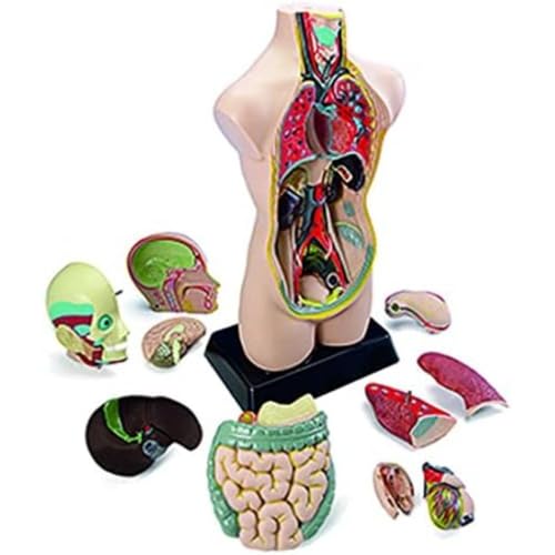 Miniland Anatomieset 50cm, 11 Teile, Didaktische Anleitung-99020 von Miniland