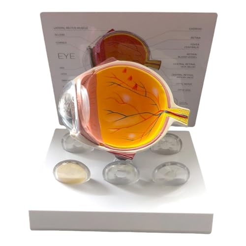 Anatomiemodell des menschlichen Auges anatomisches pathologisches Augapfelmodell Lehrwerkzeug Realistisches pathologisches Augapfel-Anatomie-Modell Anatomiemodell des menschlichen Auges anatomisches pathologisches Augapfelmodell Lehrwerkzeug Realistisches pathologisches Augapfel-Anatomie-Modell von Mirweon