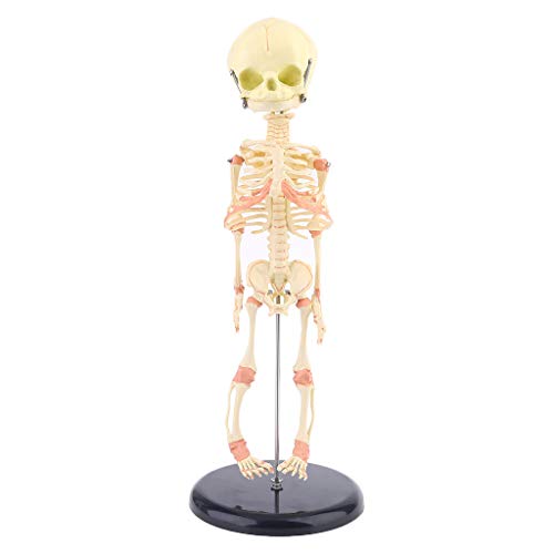 Einzelner Kopf Baby Schädel Menschliche Forschung Modell Skelett Anatomie Lehre Studium Display von Mirweon
