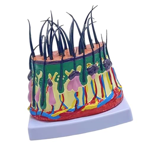 Scalp Structure Model 50X Scalp Anatomical Model Human Scalp Structure Anatomy Model for Science Classroom Learning Scalp Structure Model 50X Scalp Anatomical Model Human Scalp Structure Anatomy Model for Science Classroom Learning von Mirweon