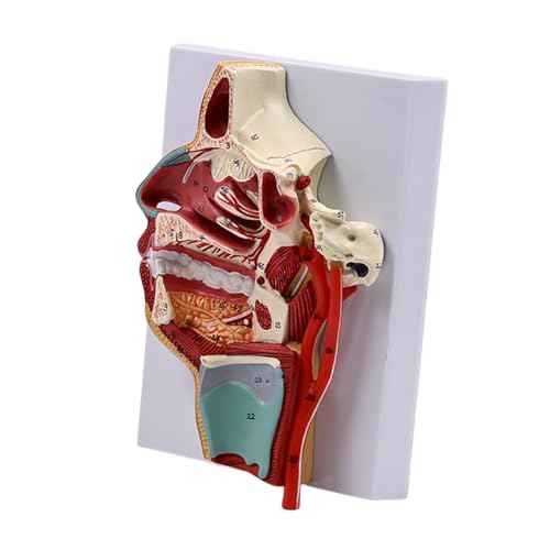 Humanes Nasenhöhlenmodell Medizinisches Unterrichtswerkzeug Menschliche Hohlraum Hals Anatomie Modell Unterricht Vorräte Für Schulkrankenhaus von Mocoocouture