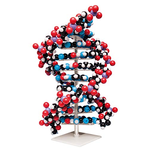 Molymod Riesen DNA Modell Molymod Riesen DNA Modell von Molymod