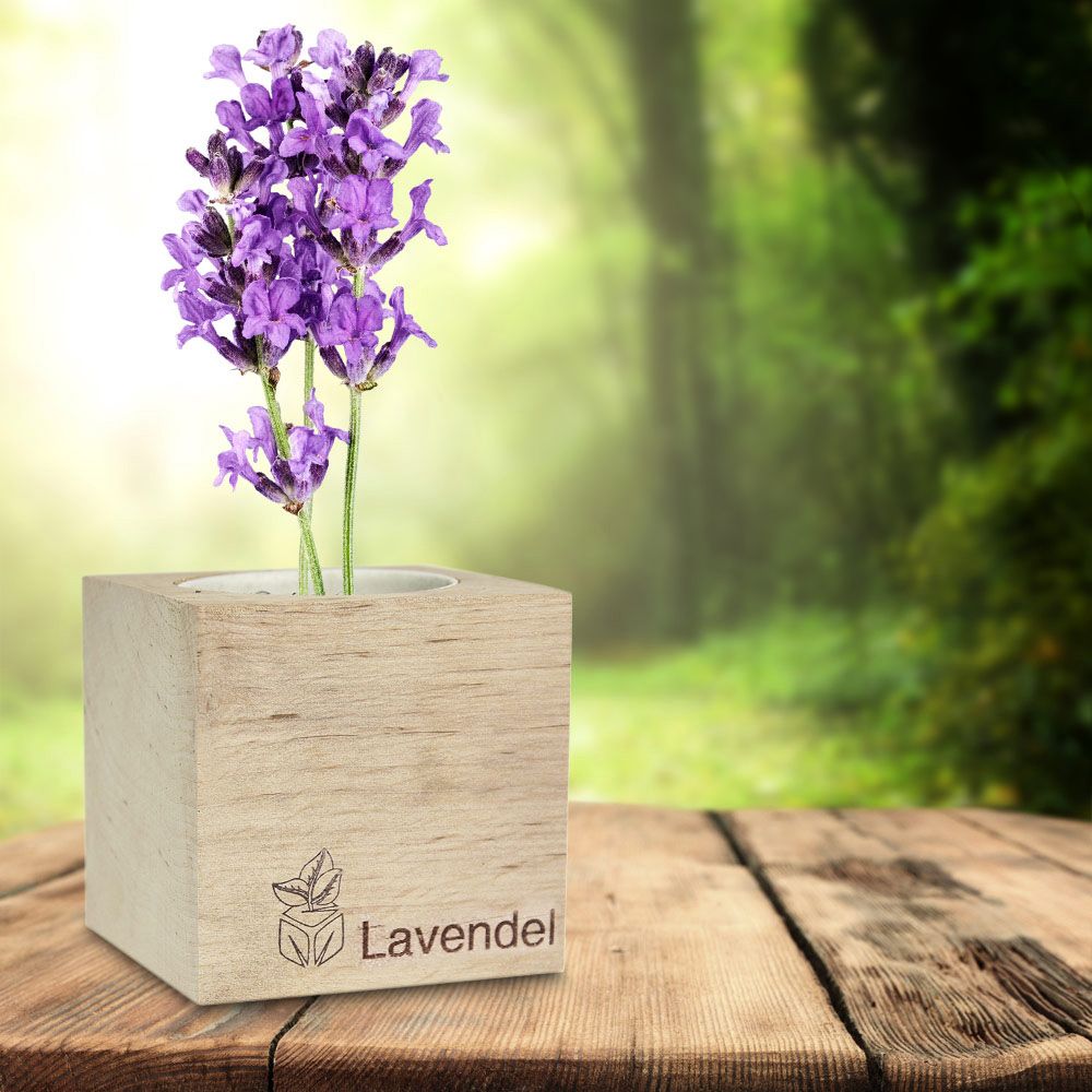Ecocube Lavendel Ecocube Lavendel von Monsterzeug