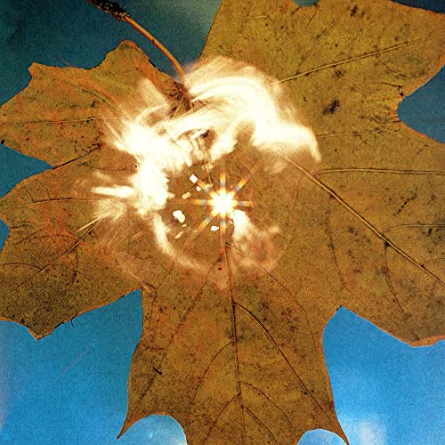 Force of the Wind von family$ mr bongo
