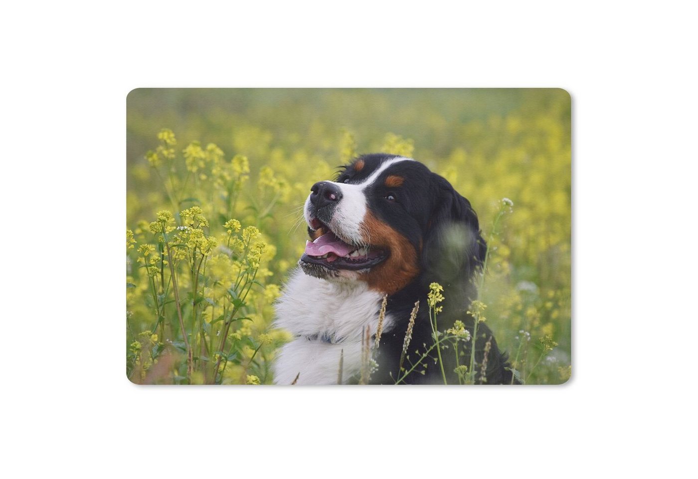 MuchoWow Mauspad Ein Berner Sennenhund zwischen gelben Blumen (1-St), Mouse pad Klein, Gaming Deko, PC Zubehör, 27x18 cm von MuchoWow
