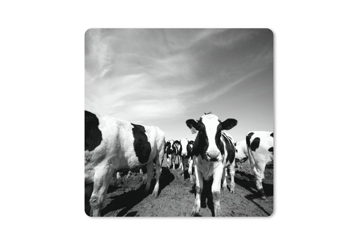 MuchoWow Gaming Mauspad Eine große Herde friesischer Kühe - schwarz und weiß (1-St), Mousepad mit Rutschfester Unterseite, Gaming, 40x40 cm, XXL, Großes von MuchoWow
