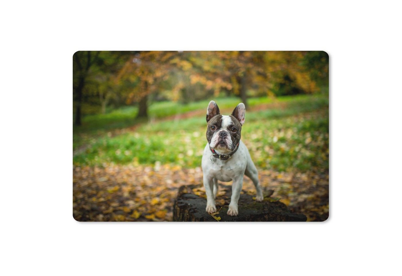 MuchoWow Gaming Mauspad Französische Bulldogge - Herbst - Baumstamm (1-St), Büro für Tastatur und Maus, Mousepad Gaming, 90x60 cm, XXL, Großes von MuchoWow