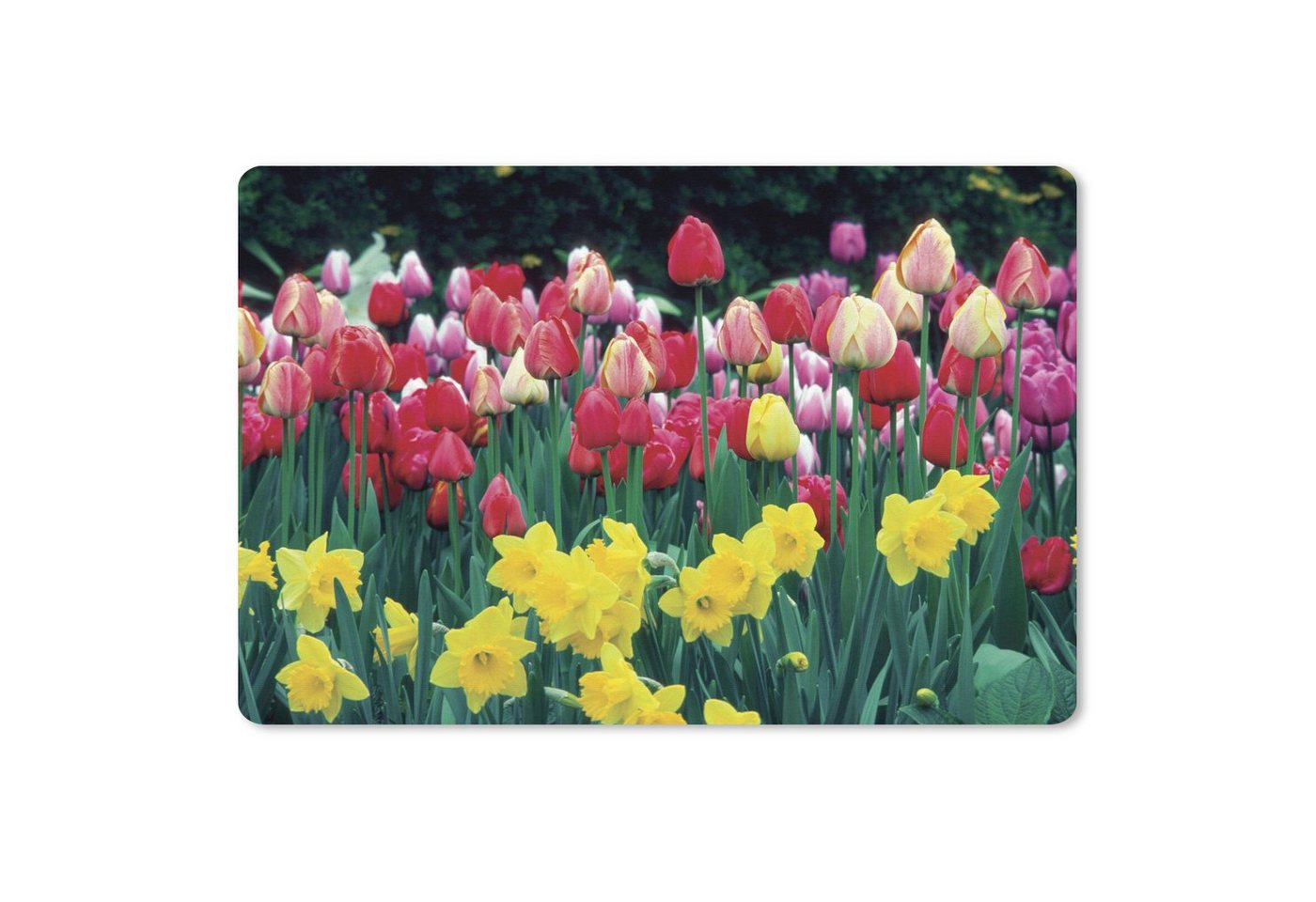 MuchoWow Gaming Mauspad Frühling - Tulpen - Narzissen (1-St), Büro für Tastatur und Maus, Mousepad Gaming, 90x60 cm, XXL, Großes von MuchoWow