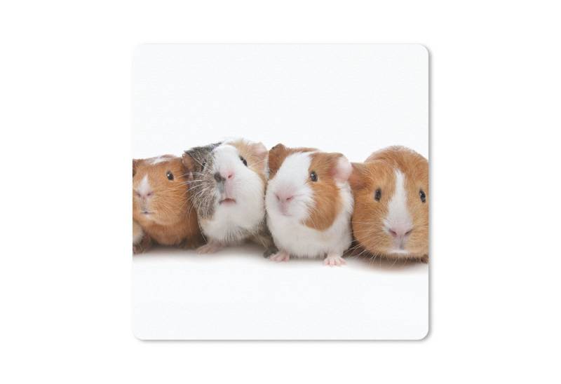 MuchoWow Mauspad Fünf Meerschweinchen in einer Reihe (1-St), Mousepad, Schreibtisch Zubehör, Deko, 20x20 cm von MuchoWow
