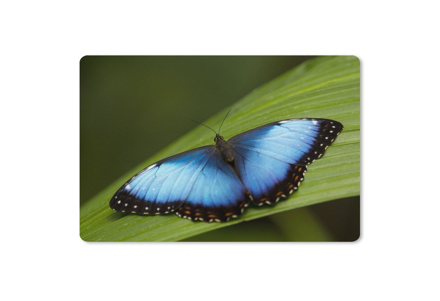 MuchoWow Gaming Mauspad Morpho Schmetterling auf Blatt (1-St), Büro für Tastatur und Maus, Mousepad Gaming, 90x60 cm, XXL, Großes von MuchoWow