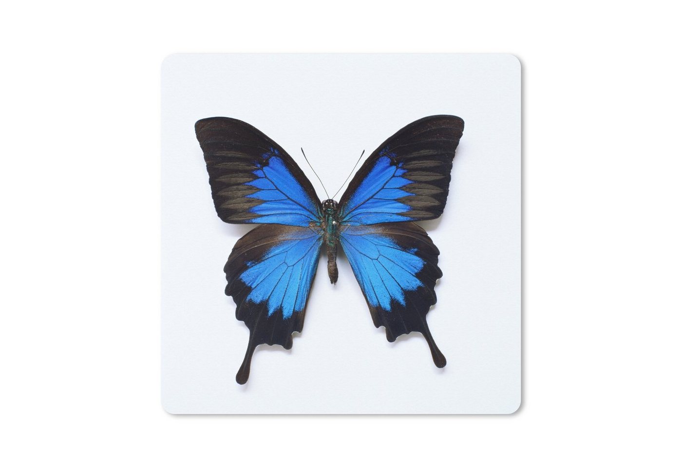 MuchoWow Gaming Mauspad Schmetterling - Insekten - Blau (1-St), Mousepad mit Rutschfester Unterseite, Gaming, 40x40 cm, XXL, Großes von MuchoWow