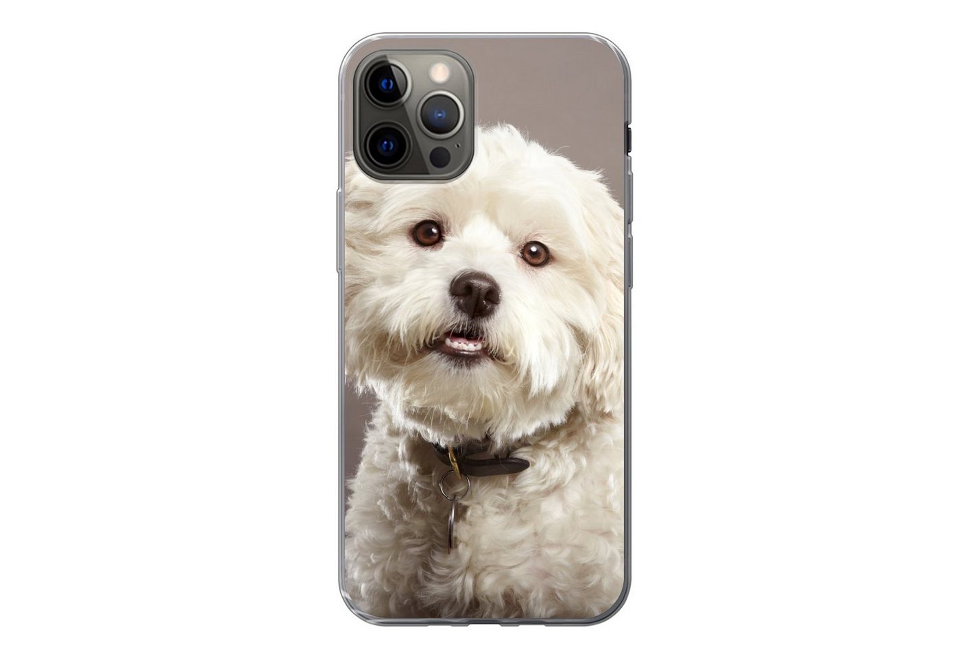 MuchoWow Handyhülle Malteser Hund Porträt, Handyhülle Apple iPhone 13 Pro, Smartphone-Bumper, Print, Handy von MuchoWow