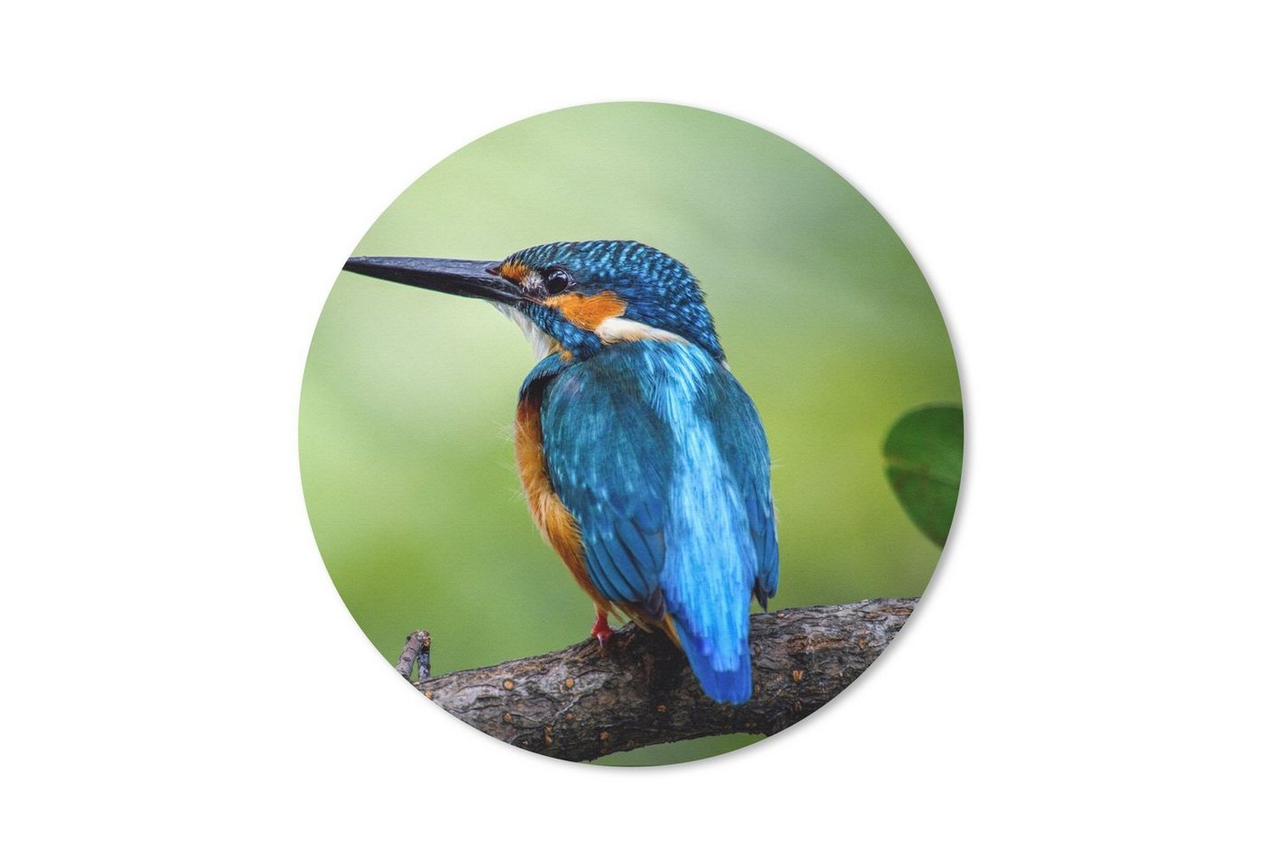 MuchoWow Mauspad Eisvogel - Zweig - Blau (1-St), Büro für Tastatur und Maus, Mousepad Gaming, Rund 20x20 cm von MuchoWow