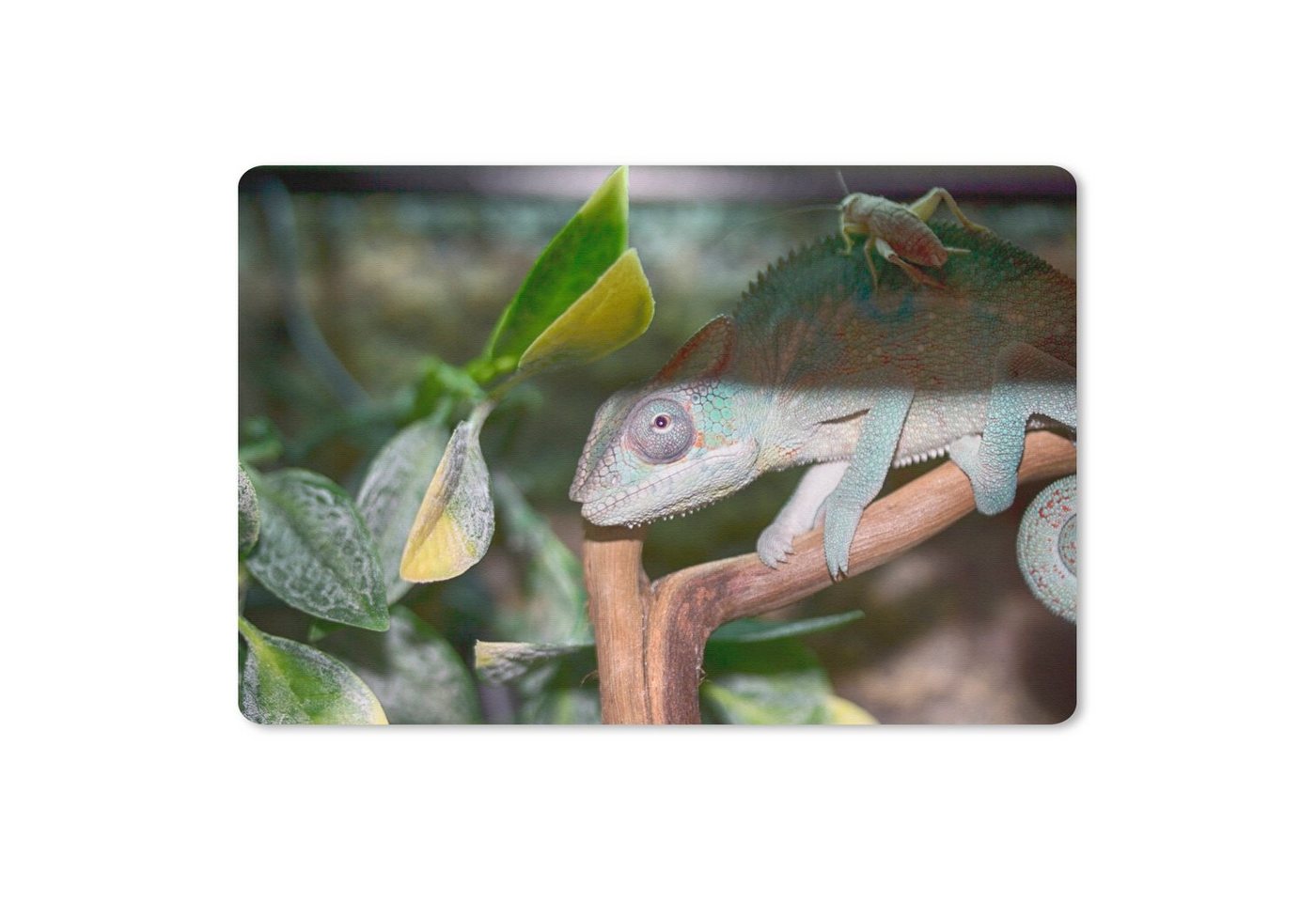 MuchoWow Mauspad Versteckte Grille auf dem Rücken des Chamäleons (1-St), Mouse pad, Gaming Deko, PC Zubehör, 27x18 cm von MuchoWow