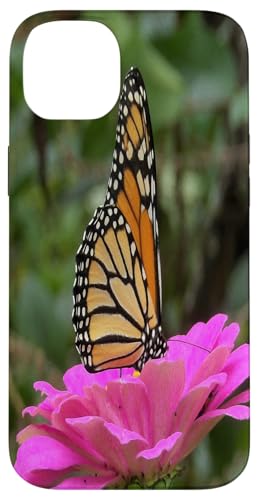 Monarch auf einer rosa Zinnia-Blume Hülle für iPhone 14 Plus von My Rubio Garden