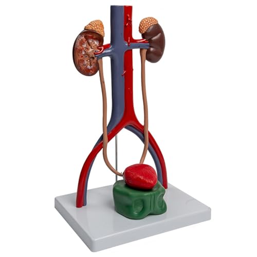 1: 1 Modell Des Menschlichen Harn Und Fortpflanzungssystems Urogenitalsystemmodell Für Vorlesungsbericht von NPXUAMTJ