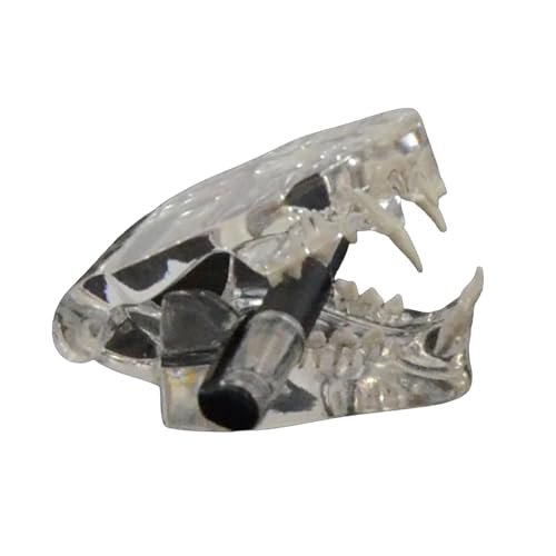 Katzen Zähne Modell Hundekatzen Kiefer Dentals Modell Veterinärpädagogik Bildungstool Haustierkatzen Zähne Anatomische Modell von NPXUAMTJ