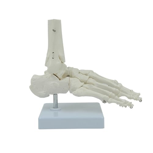 Menschliches Rechter Fuß Und Knöchel Skelettmodell 9x7x3 5 Zoll Human Foot Joint Skeleton Model Für Schüler Und Pädagogen von NPXUAMTJ