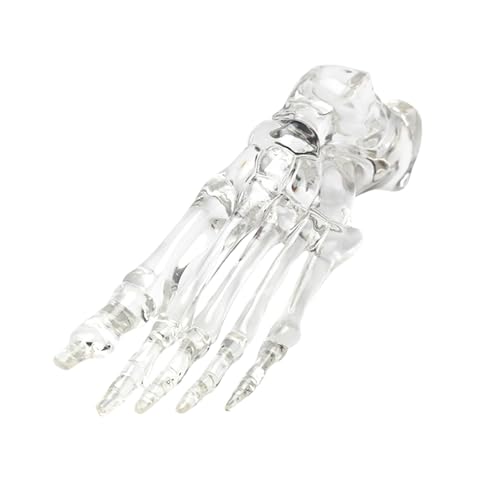 Skelettmodell für menschliches Fuß und Gelenk, klares linkes Fußgelenk, Skelettmodell für den Unterricht von Demonstrationen, Anatomieforschung Skelettmodell für menschliches Fuß und Gelenk, klares linkes Fußgelenk, Skelettmodell für den Unterricht von Demonstrationen, Anatomieforschung von NVOQILIN