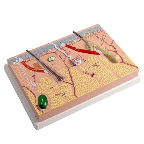 Anatomisches Hautmodell 3D Hautlehrhilfen Modell Menschliche Haut Anatomie Modell Menschliche Hautstruktur Anatomisches Modell Hautanatomie Modell von NYCEMAKEUP