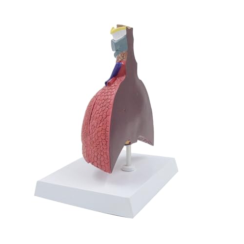 Anatomisches Lungenmodell zeigt Details des Atmungssystems, lebensgroßes Lungenanatomiemodell, Herz, Lunge, Schilddrüsenmodell, Anatomie, Herzmodell von NYCEMAKEUP