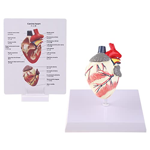 Hundeherz Anatomie Modell Hund Haustier Tier Organ Studium Lehrhilfe Bildung Forschungshilfe Lehre Hund Hund Hilfe Lehren Lendenwirbel Steißbein Modell Anatomie Display Studie Tierärztliche Lehre von NYCEMAKEUP