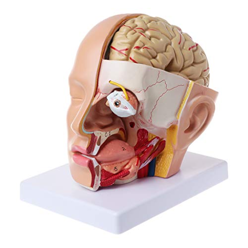 Menschliche Anatomie für Kopf, Schädel, Hirnarterie, anatomisches Modell für den Unterricht, Modellflugzeug von NYCEMAKEUP
